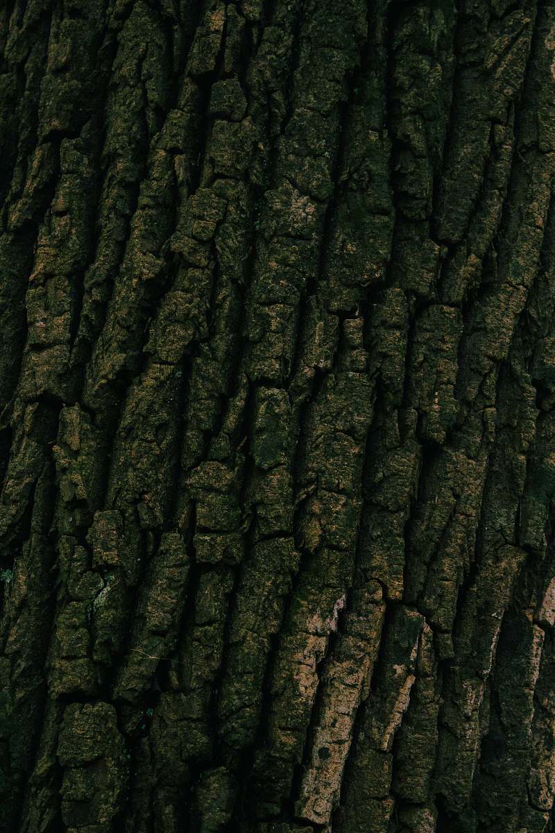 Capture the essence of love and nature with this stunning close-up view featuring a bride and groom standing gracefully in front of a magnificent tree bark. This enchanting scene not only symbolizes the strength of their union but also highlights the beauty of the outdoors, making it perfect for wedding invitations, photography portfolios, and romantic decor. Ideal for couples who cherish the great outdoors and seek to incorporate natural elements into their special day.
